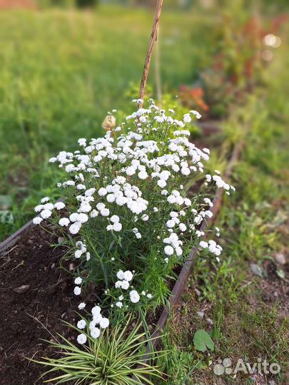 Тысячилистник Птирмтка или Жемчужница