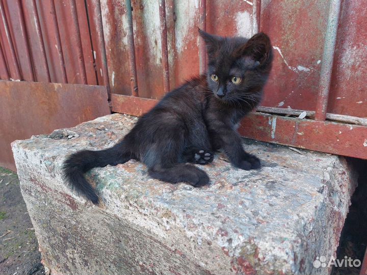 Черный котенок девочка бесплатно