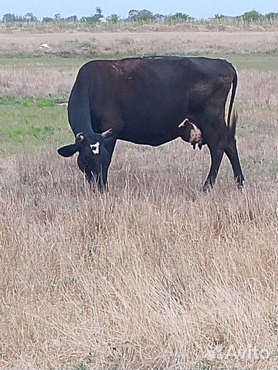 Коровы дойные