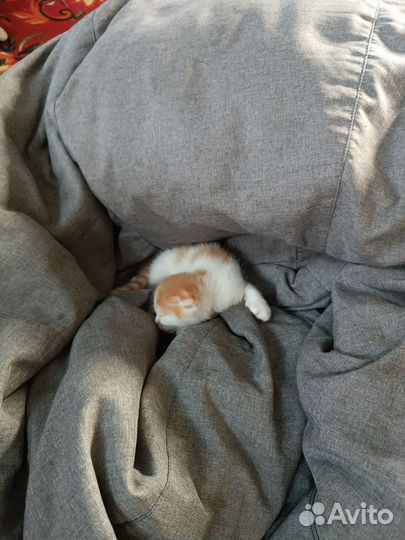 Кошки в добрые руки бесплатно