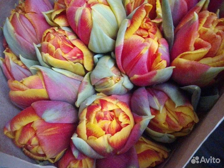 Тюльпаны пионовидные 25 шт