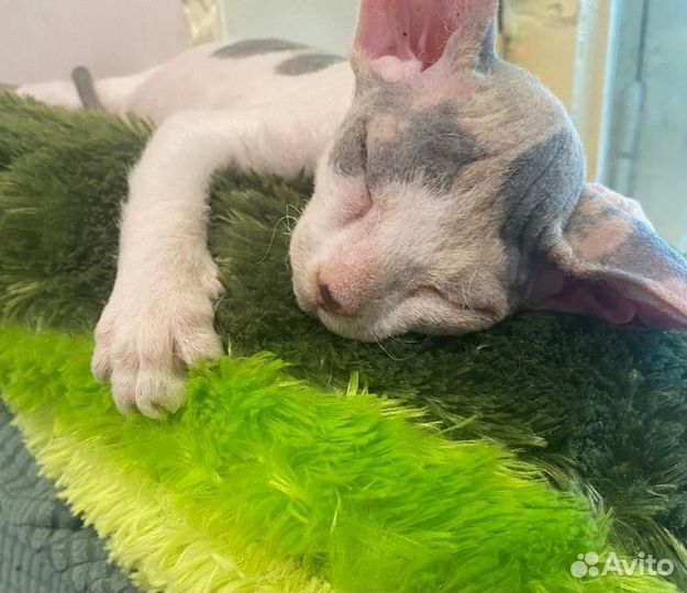 Котята сфинкс