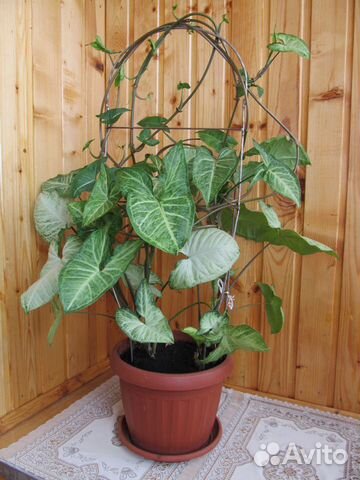 Комнатные цветы