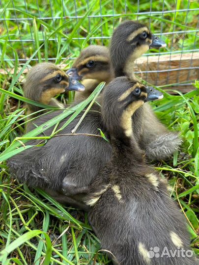 Утки индийский бегунок