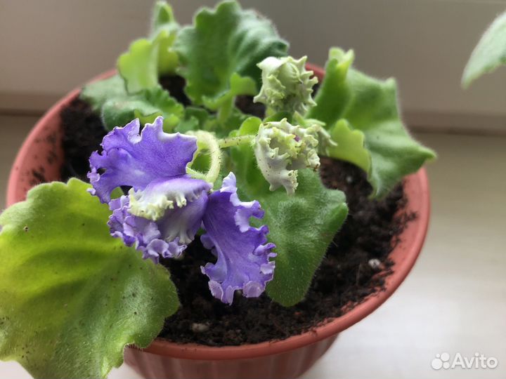 Фиалка ав Лягушонок