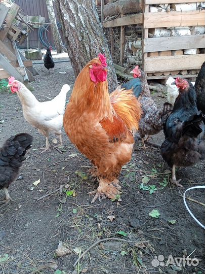 Яйцо домашнее