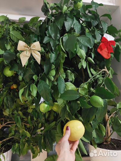 Лимоны, каламондины черенки