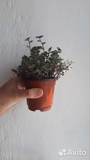 Коллизия ползучая