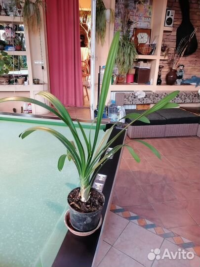 Продам кливию