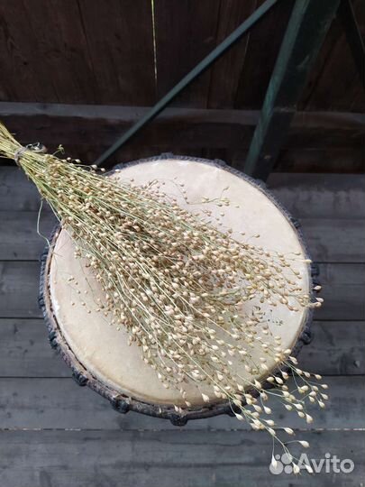 Сухоцветы разные