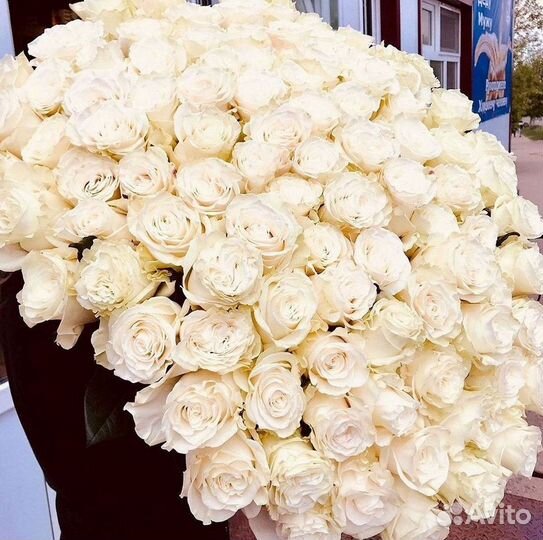 Высокие розы Гигантские Розы 150 160 170 180 190см