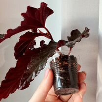 Бегония Arabian sunset Аравийский закат