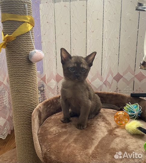 Бурманские котята