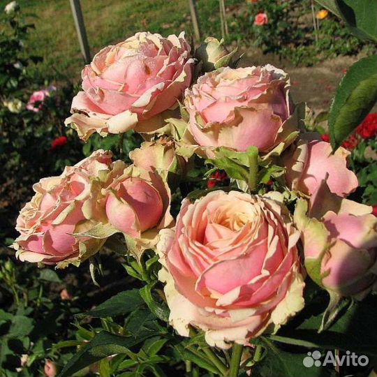 Роза Питахайя