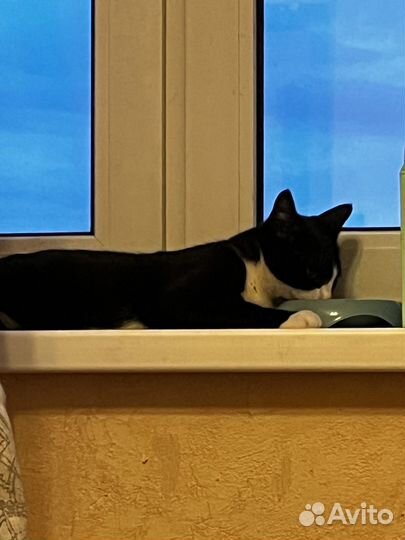 Котёнок в дар