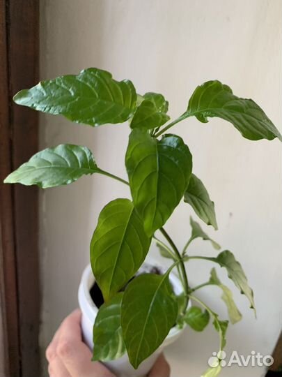 Кроссандра