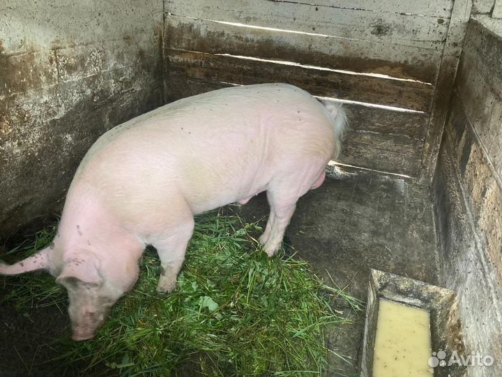 Продаю хряка