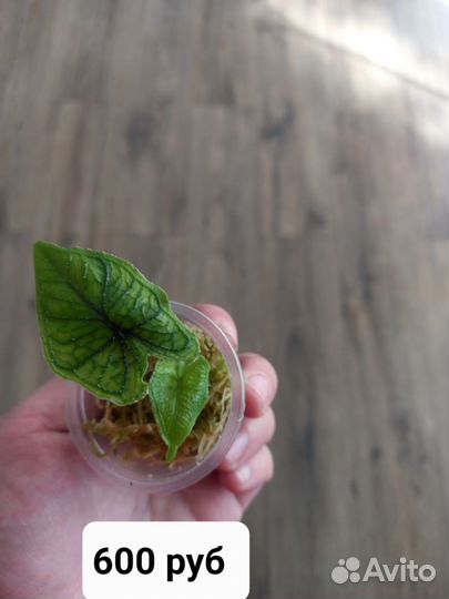 Алакозия жаклин