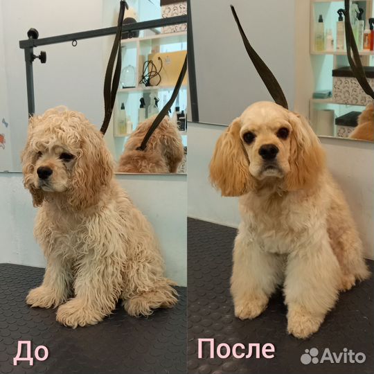 Груминг, стрижка, экспресс-линька, тримминг