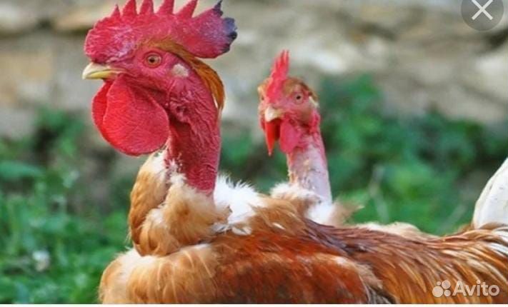 Молодые петухи