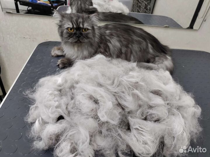 Услуги грумера для кошек в микрорайоне Парковый