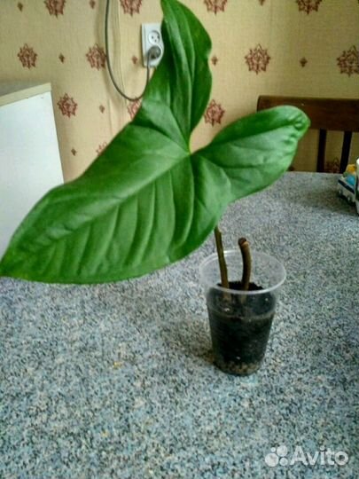 Комнатные растения