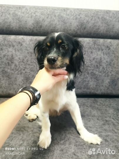 Собака в добрые руки маленькая порода