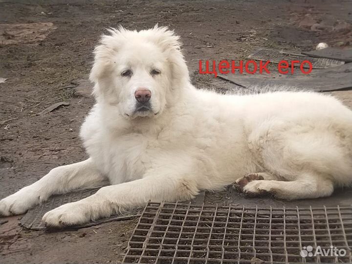 Домашние животные собаки Алабай