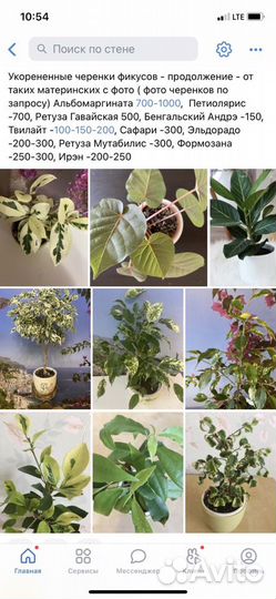 Редкие фикусы