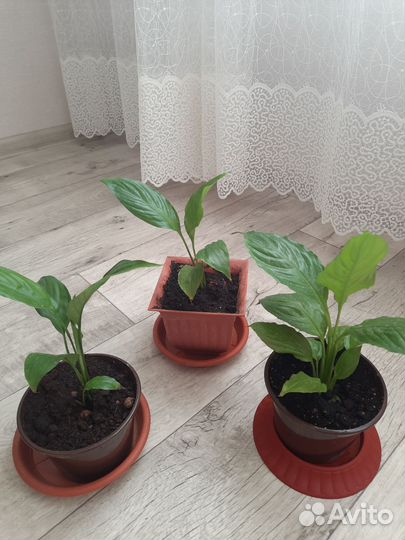 Комнатные растения цветы