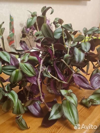 Традесканция сортовая