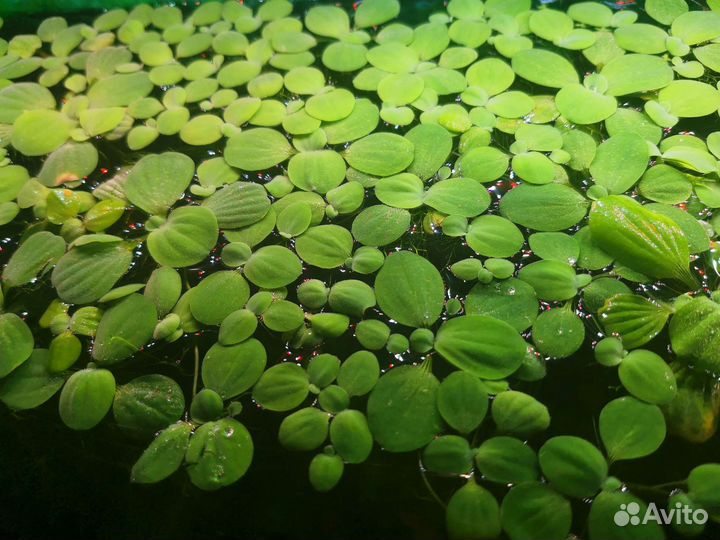 Пистия / Гуппи / Рыбки / креветки Вишня