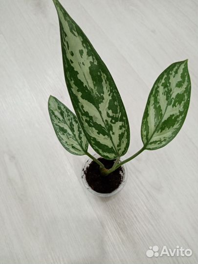 Разные ком.цветы