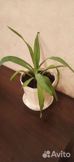 Пальма юкка