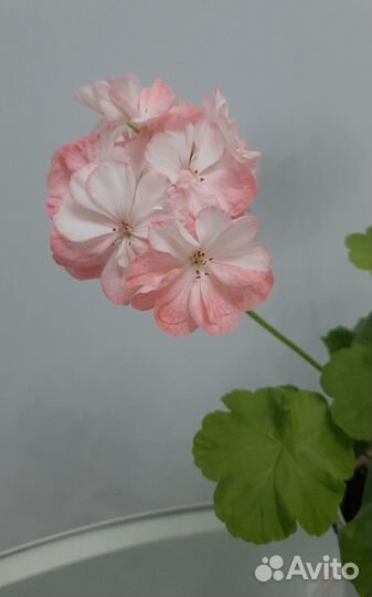 Герань пеларгония королевская