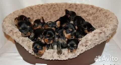 Щенки йорика