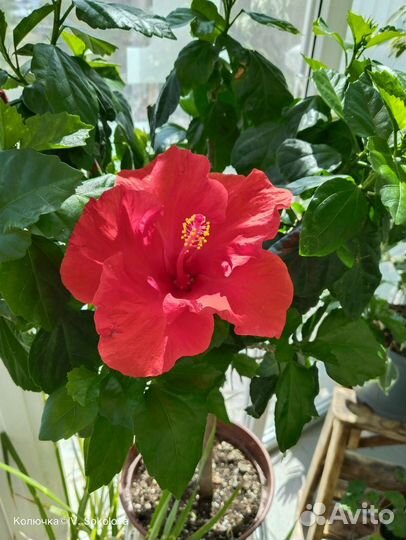 Гибискус на штамбе