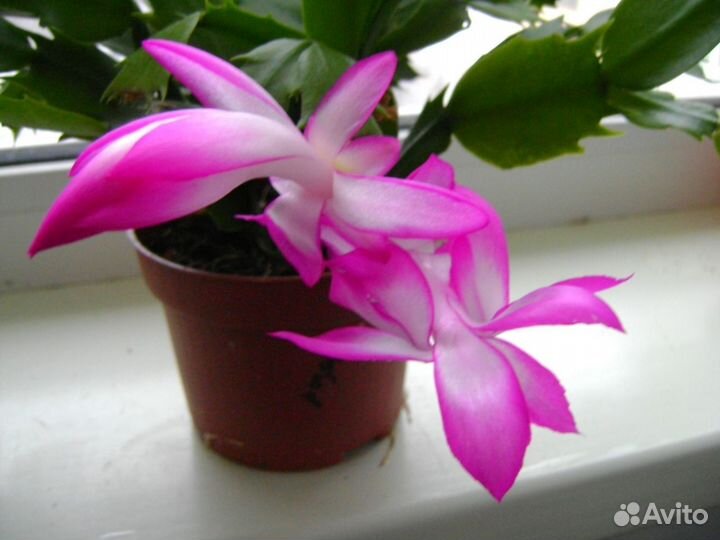 Шлюмбергера