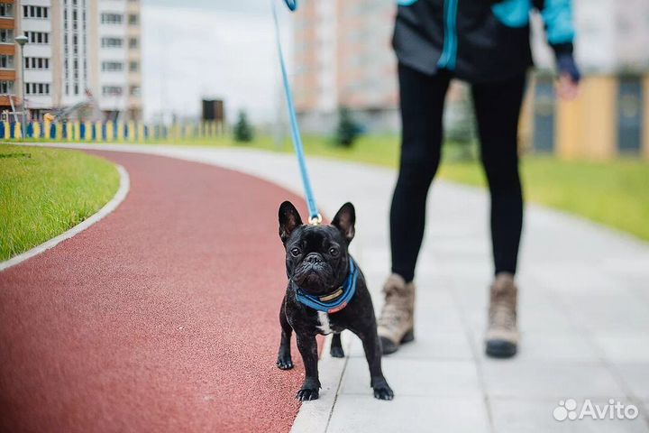 Выгул собак