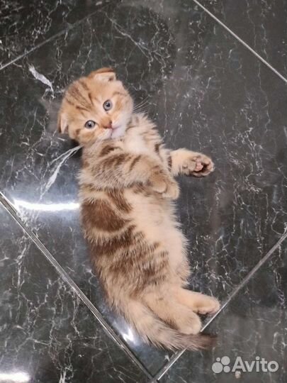 Шотландская