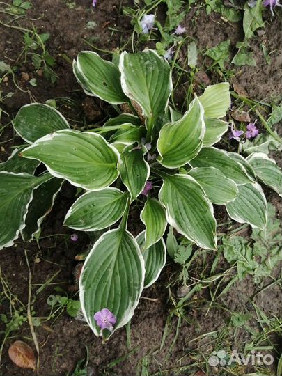 Цветы разные