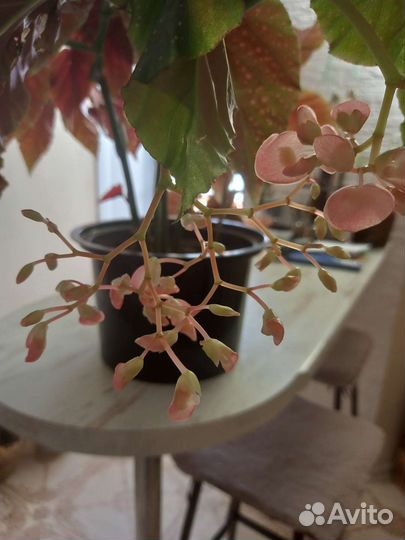 Коралловая бегония