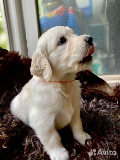 Щенки золотистого ретривера