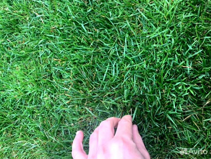 Рулонный газон