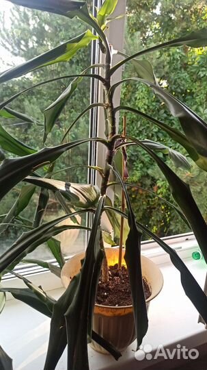 Драцена фрагранс, маргината