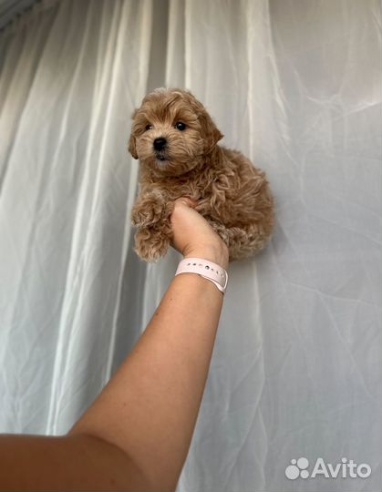 Мальтипу f1 мальчик стандарт, мишка мохнатый