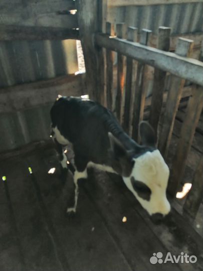 Телята молочные