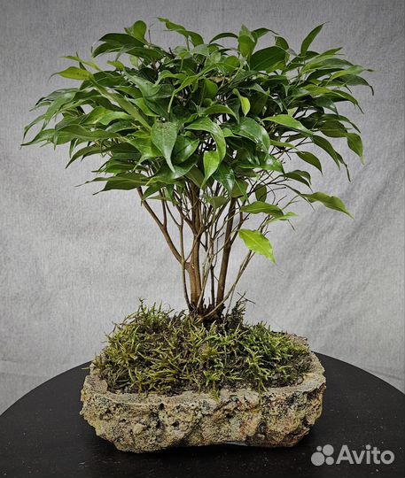 Бонсай комнатный