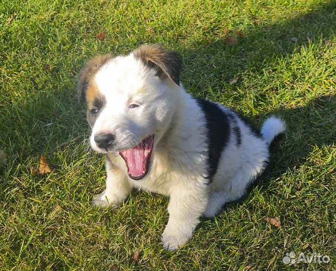 Бэтси - милая щенок-девочка в дар