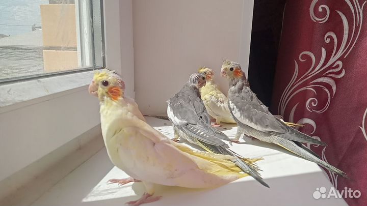 Попугай корелла птенец